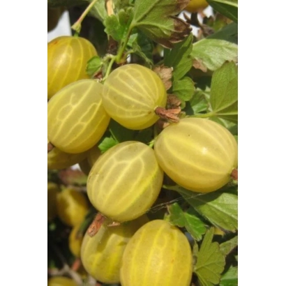 Спелые желтые ягоды крыжовника на ветке - Петривка