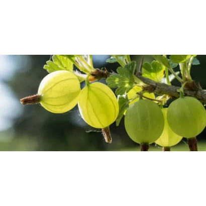 Свіжі ягоди смородини на гілці - Росич