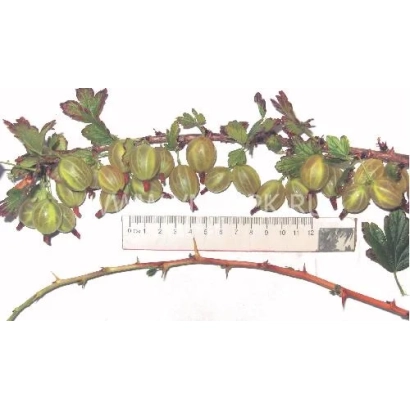 Крыжовник Русский желтый на ветке с измерительной линейкой