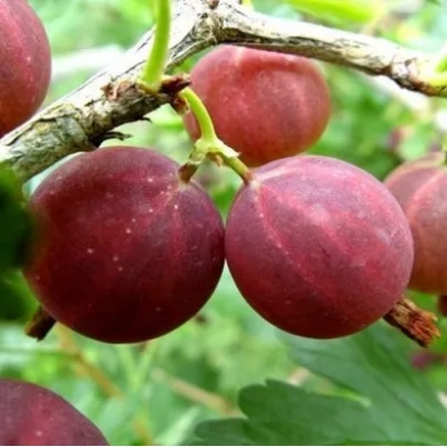 Крижовник на гілці - Шершневський