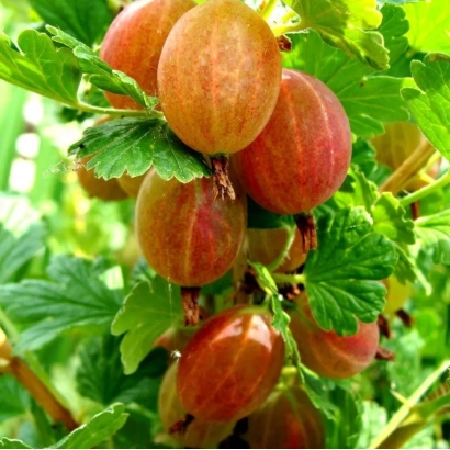 Крижовник на гілці - Славута