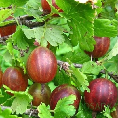 Крижовник на гілці з зеленими листками - Сварог