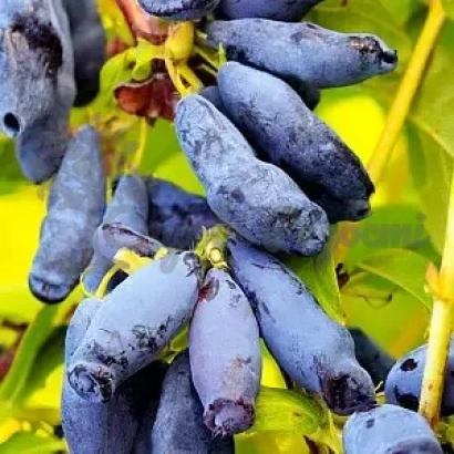 Сочні ягоди чорниці сорту Світанок на гілці