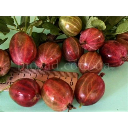 Крижовник червоно-фіолетового кольору з листям та лінійкою для вимірювання розміру - Тікич