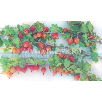 Крыжовник Уральский розовый на ветке