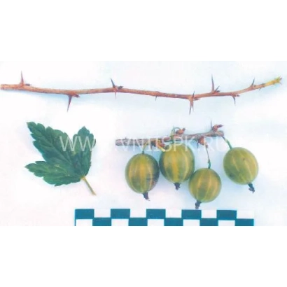 Крыжовник Уральский виноград на белом фоне с листом и веткой