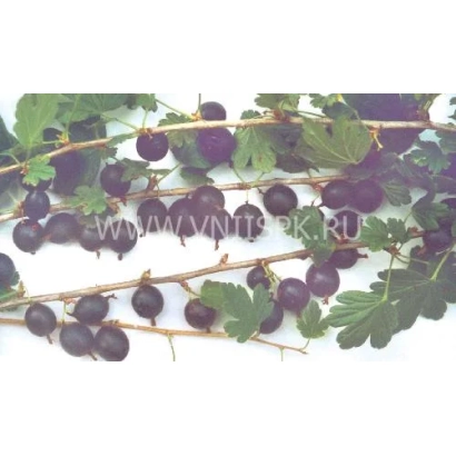 Чорноплідна калина на гілці з водяним знаком сайту - Владил (Командор)