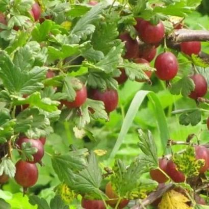 Крыжовник Высокий замок на ветке