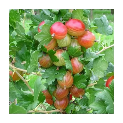 Крыжовник на ветке с зелеными листьями - Ксения