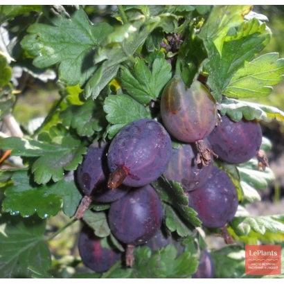 Дозрілі ягоди смородини на гілці - Захисник
