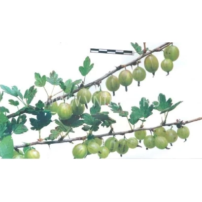Gooseberry branch with green berries - Raspberry