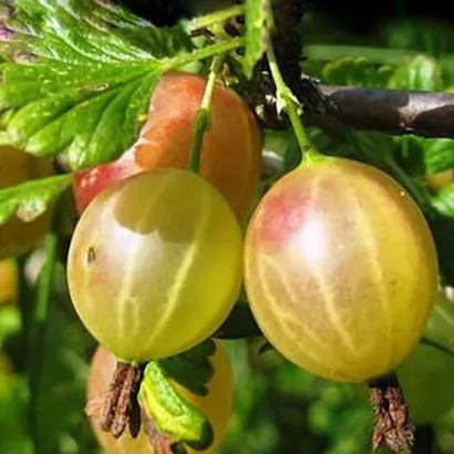 Крыжовник Златогор на ветке с листьями