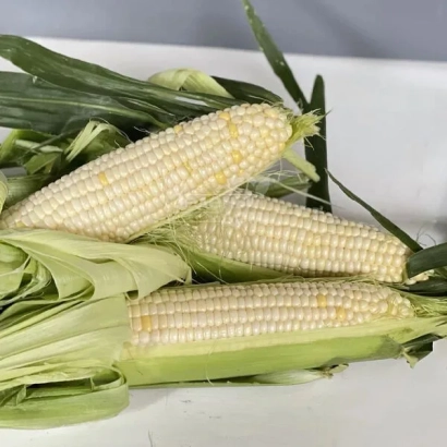 Свіжа кукурудза в лусці на білій поверхні - 01 ІНЛ 1