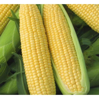 Свежая кукуруза в шелухе - 1 ПЙВЦ 69