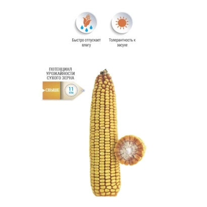 Кукуруза 118 НС | 118 NS