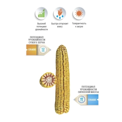 Кукурудза 14 НС | 14 NS на фоні з іконками умов вирощування