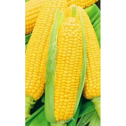 Желтая кукуруза в шелухе - 21 ИР