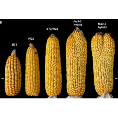 Сравнение гибридов кукурузы, включая 226 IA 988