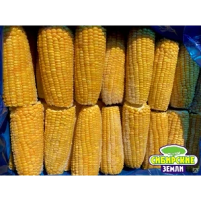 Колосья кукурузы сорта Чародей Земля - 227 В 600