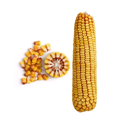 Кукуруза в виде целого початка, зерен и поперечного среза - 239 МВ