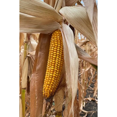 Ripe ear of corn 26 IR against dried leaves