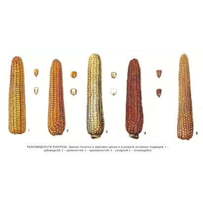 Диаграмма с несколькими початками кукурузы разных сортов и их зернами - 3 ИР