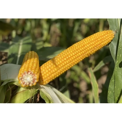 Свіжі початки кукурудзи на фоні листя - 3244 Х 3245