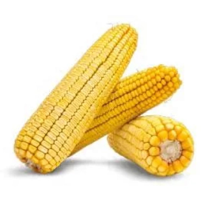 Три початка кукурузы на белом фоне - 503-503 МВ