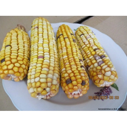 Кукуруза на тарелке без названия продукта - 53 ИР