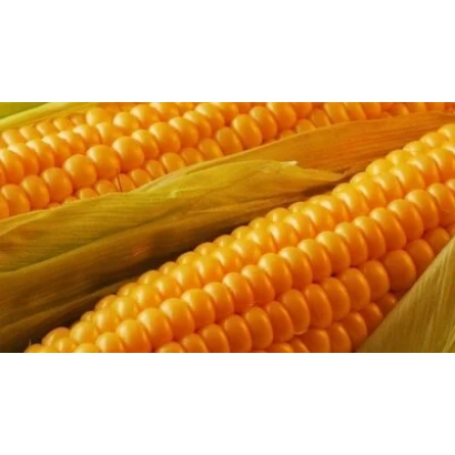 Свежая кукуруза на початке - 601 ИР