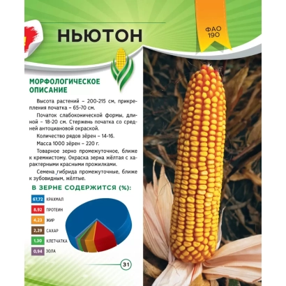 Морфологічний опис сорту кукурудзи НЬЮТОН з фото початка - 94 АХА 8