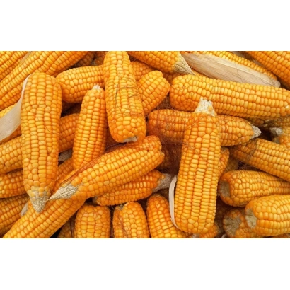 Свіжа кукурудза в колосах - 94 ІНК 1 А