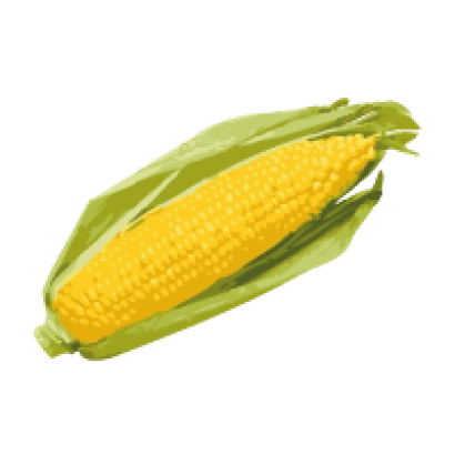 Жовта кукурудза в зеленій лусці на білому фоні - А 0036 З