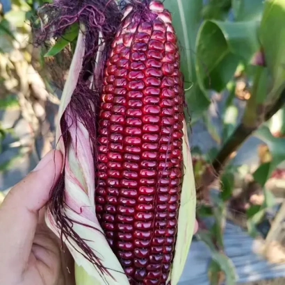 Красная кукуруза в руке на фоне листьев - А 0095 З