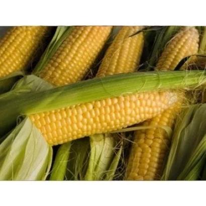 Свежие початки кукурузы А 2542 З