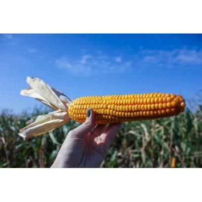 Желтая кукуруза на фоне поля под голубым небом - А 4567 З