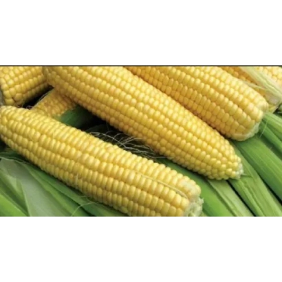 Желтые початки кукурузы на зеленой листве - А 9941 З