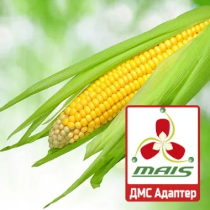 Corn with MAIS logo and text DMS Adapter