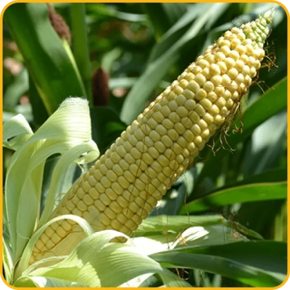 Свежий початок кукурузы Адемио на фоне зелёных листьев