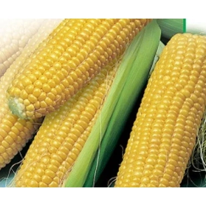 Свежая кукуруза на зеленой подложке - Адонис 180 СВ