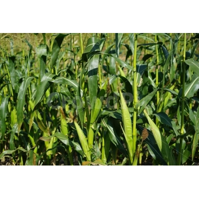 Field with corn plants - Athena
