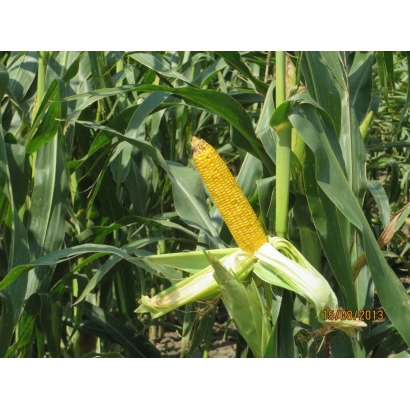 Зрілий початок кукурудзи сорту АГАТА СВ на тлі зелених листів