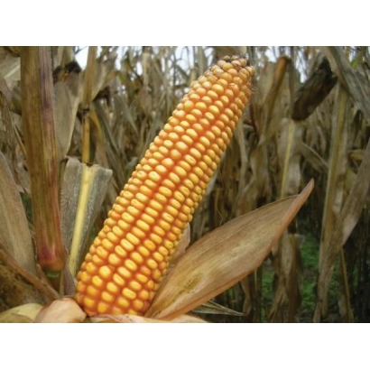 Созревшая кукуруза на початке в поле - Агральп - 260
