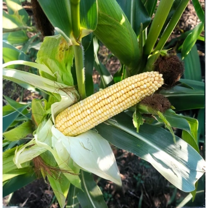 Свіжий початок кукурудзи АГУРА на фоні листя