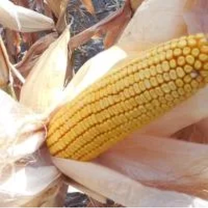 Свежий початок кукурузы АИО 1881 в шелухе