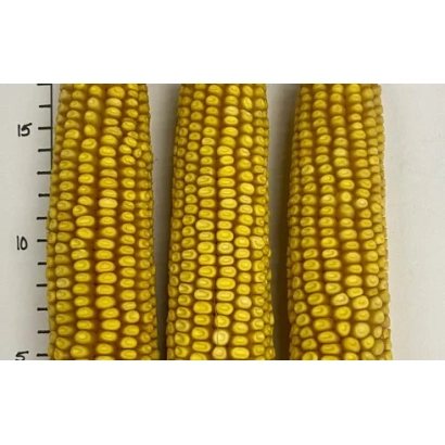 Три початки кукурузы Аиша на белом фоне с линейкой