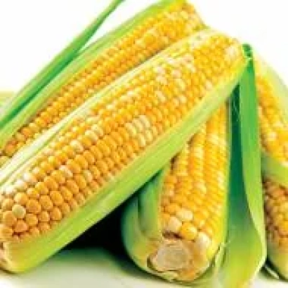 Свіжа кукурудза в колосах - АЙ СІ АЙ 8543