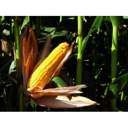 Свежий початок кукурузы Akselle на фоне зелёных листьев - Акселль