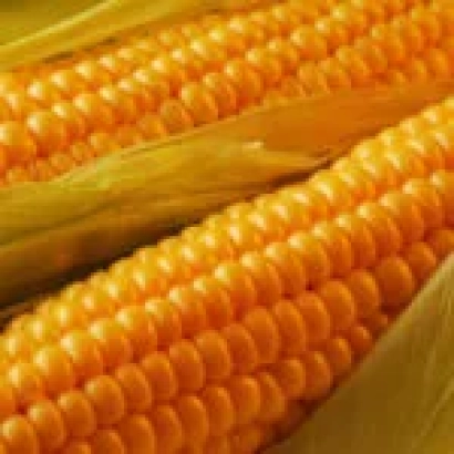 Fresh Almera corn on background