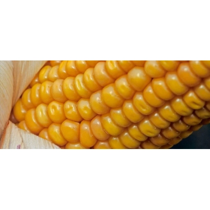 Желтая кукуруза Альдуна